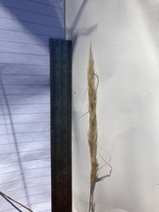 Austrostipa densiflora