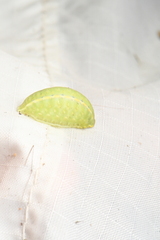 Apoda y-inversa