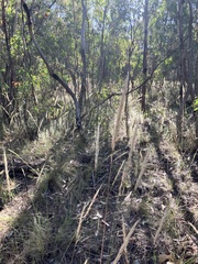 Austrostipa densiflora