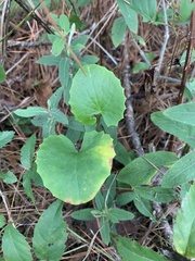 Centella erecta