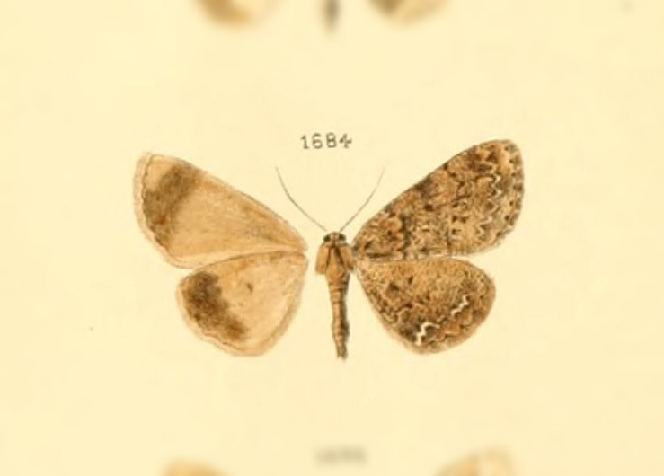 Bryoptera infuscaria