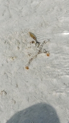 Portunidae