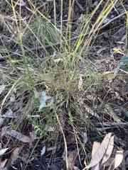 Austrostipa densiflora