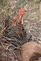 Gonialoe variegata