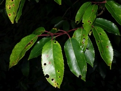 Prunus lusitanica