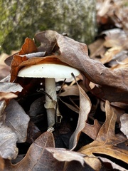 Amanita multisquamosa