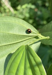 Brachiacantha ursina