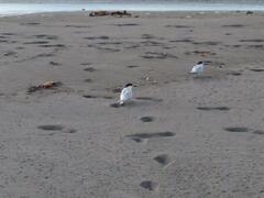 Sterna striata striata