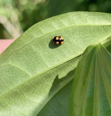 Brachiacantha ursina