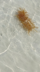 Sargassum fluitans