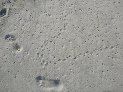 Sterna striata striata