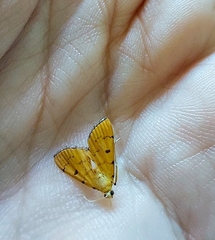 Phaedropsis