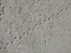 Sterna striata striata