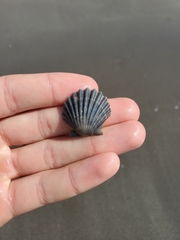 Argopecten ventricosus