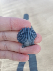 Argopecten ventricosus