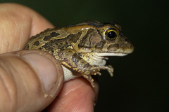 Sclerophrys lemairii