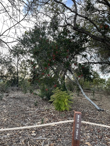 iNaturalist observation photo of Toyon