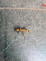 Neomallocera opulenta