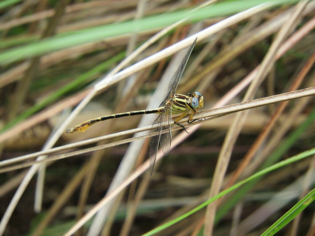 Phyllocycla propinqua