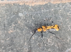 Neomallocera opulenta