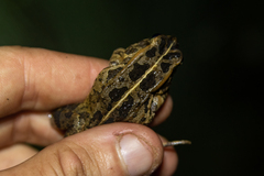 Sclerophrys lemairii