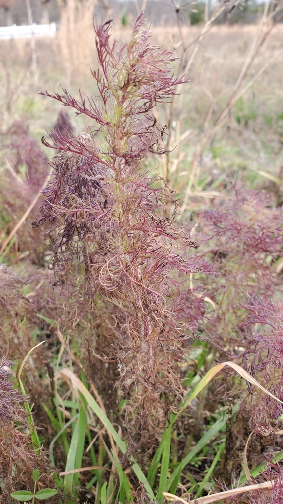 dogfennel from Centerville, NC 27549, USA on December 19, 2022 at 0203