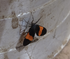 Callopepla emarginata