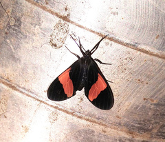 Callopepla emarginata