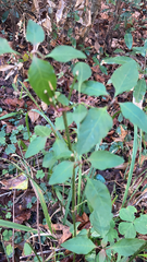 Dicliptera brachiata