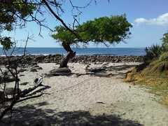 Excoecaria agallocha