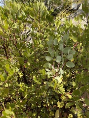 Arctostaphylos