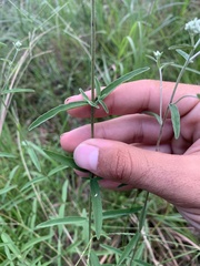 Eupatorium leucolepis
