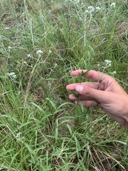 Eupatorium leucolepis