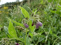 Symphytum × uplandicum