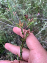 Ludwigia hirtella