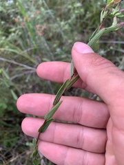 Ludwigia hirtella