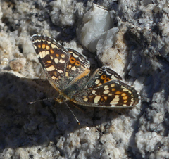 Phyciodes pulchella