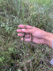 Ludwigia hirtella