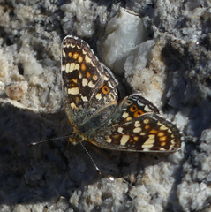 Phyciodes pulchella