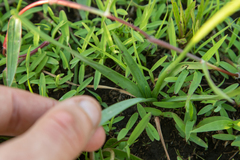 Tulbaghia