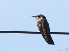 Phaeoptila sordida