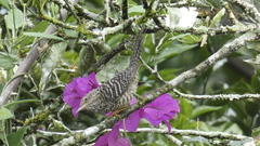 Campylorhynchus zonatus