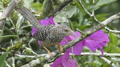 Campylorhynchus zonatus