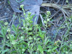 Lepidium virginicum