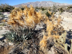 Cuscuta psorothamnensis