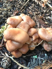 Lactarius xanthogalactus