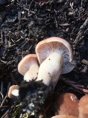 Lactarius xanthogalactus