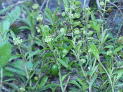 Lepidium virginicum