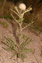 Cirsium canescens
