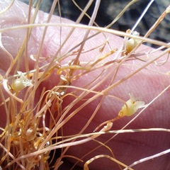 Cuscuta psorothamnensis